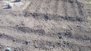 Цветение в саду, посадили картошку, укрыли рассадник с помидорками, ждём заморозки