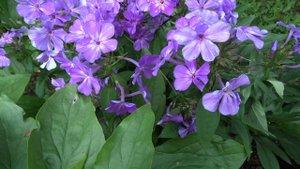Флокс метельчатый ПЕТР СТОЛЫПИН (Phlox paniculata ‘Pyotr Stolypin’)  автор Е.А. Константинова 2007 г
