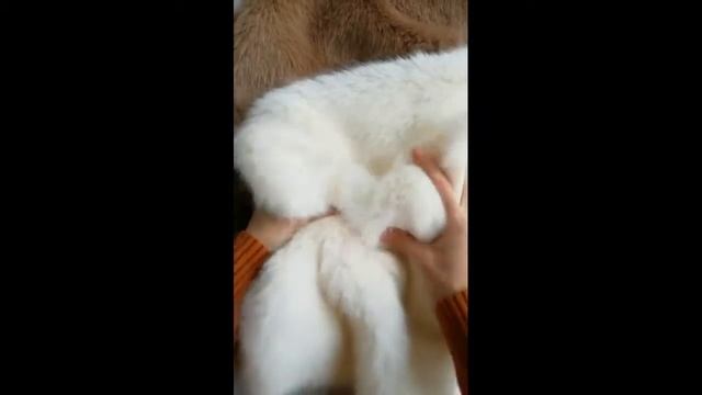 Прямой эфир Инстаграм от 24 октября про мех под песца смотреть онлайн