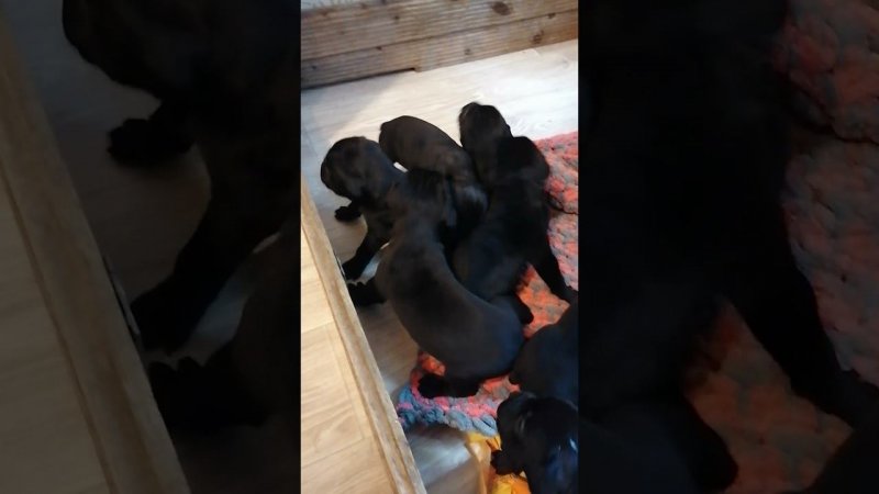 Щенки кане корсо готовы к бронированию