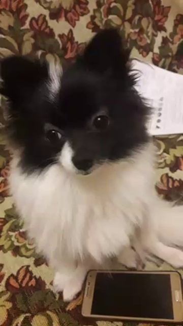 Венера смотреть онлайн