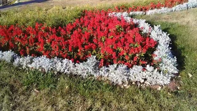 Квітник в місті Рослини що квітують до морозів Ландшафтний дизайн озеленення Зразок клумби 134