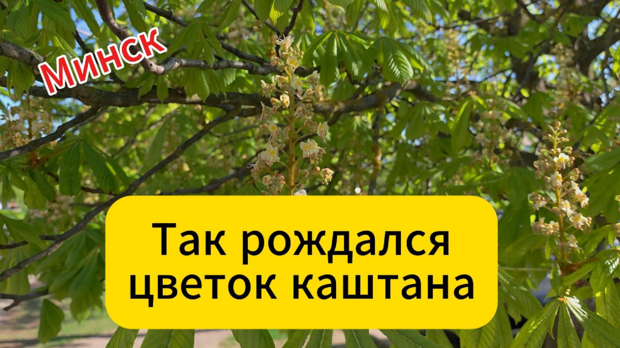 Минск. Так рождался цветок каштана
