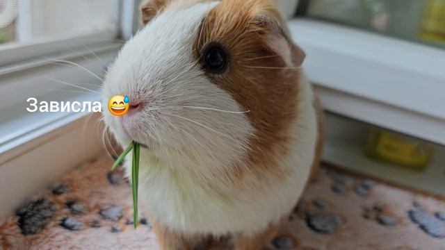 Зависаем со свинкой Белкой на подоконнике