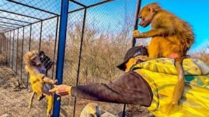 Люська встретилась со своей мамой и малышом! РЕАКЦИИ с обеих сторон НОЛЬ