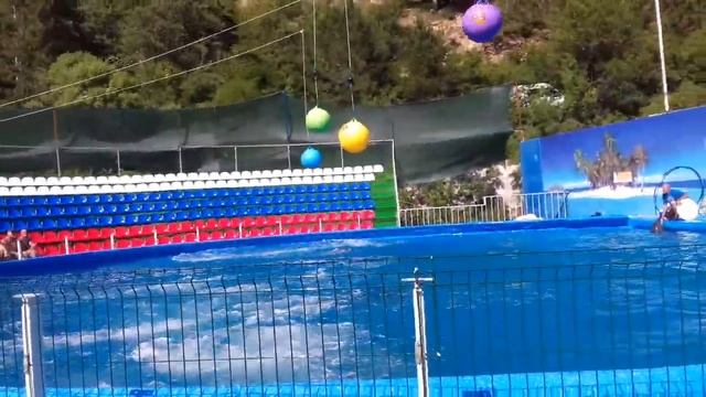 Дельфинарий в ялте смотреть онлайн