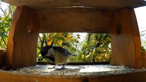 Птички в кормушке