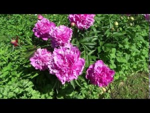 Пион МАДАМ РОЗА РАНДОТЬЕ  Paeonia MADAME ROSE RENDATTER: обзор, описание, цветение, отзыв