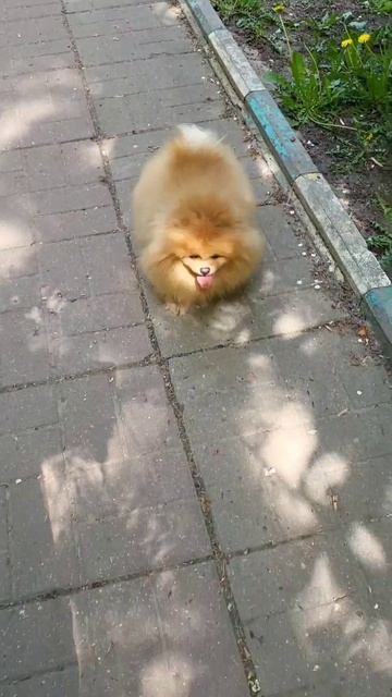 #Пончик после кастрации оброс и  опушился и прибавил в весе #шпиц #собакиулыбаки #любимыеживотные смотреть онлайн