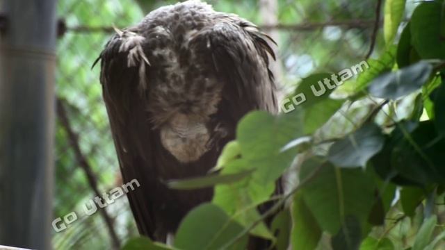 Nandankanan  2nd Largest Zoo in India  odiavlog