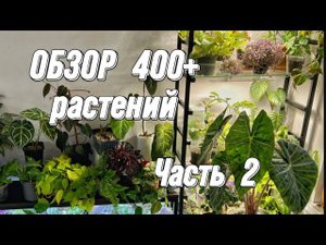 ОБЗОР 400+ РАСТЕНИЙ | 2 часть