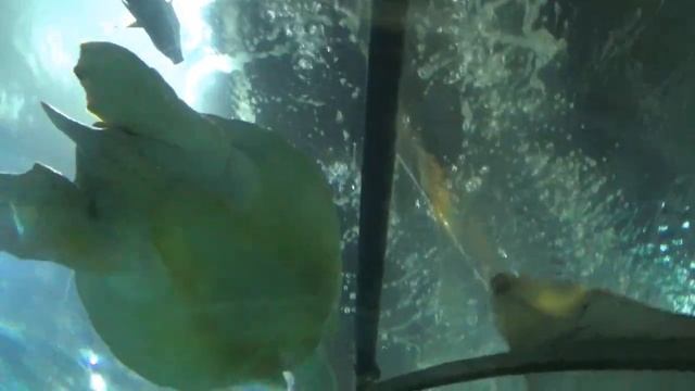 В СОЧИНСКОМ ОКЕАНАРИУМЕ ч.2 #sochi #travel #sea смотреть онлайн