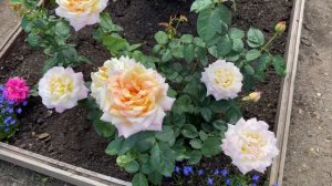 Чайно-гибридные розы на Урале. Роскошь, доступная всем!