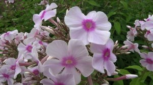 Флокс МИСС ХОЛАНД - обзор, описание, цветение, отзыв.