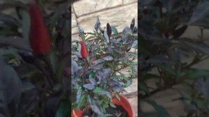 Maui purple.  Новинка! Декоративный острый перец