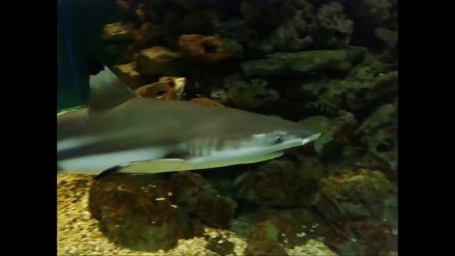 Витязево 2013 смотреть онлайн