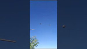 Голуби СВГ Петренко Владимира Николаевича станица Староминская