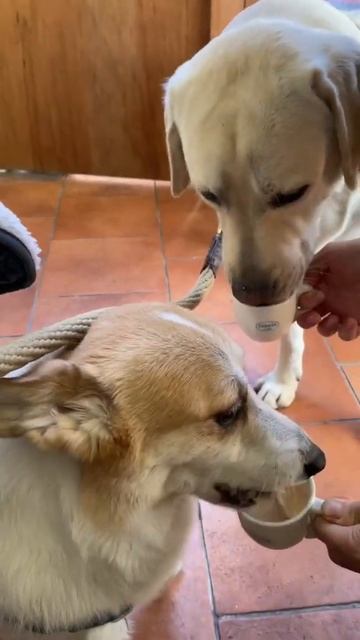 В Корее даже в кафе есть меню для собак 😹 смотреть онлайн