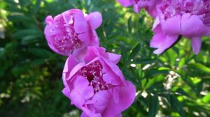 Пион Мираж (Mirage ) Краснова 1959,