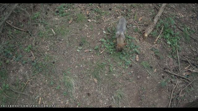 The Golden jackal's den [Part 3] смотреть онлайн