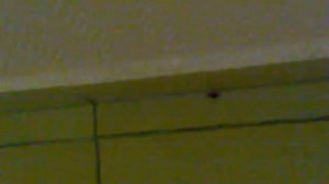 Таракан в школе,