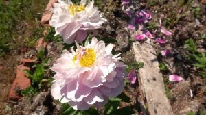 сборный ролик - Первое цветение