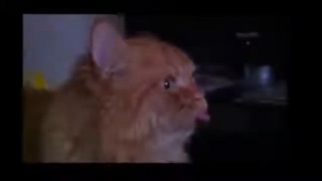 Котаны #1 (Смешные кошки) смотреть онлайн