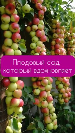 Плодовый сад, который вдохновляет #садовыеноваторы #плодовыйсад #ландшафтныйдизайн #плодовыесаженцы