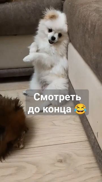 Реально смешная порода собак шпицы 😂😂😂 #видеоссобаками #шпиц #почемусобака