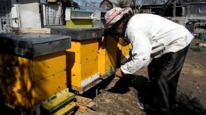 сбор пыльщы Установка пыльцесборников на улей _Бобёр_