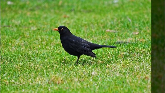 luca colombo - BlackbirdBeatles Song
