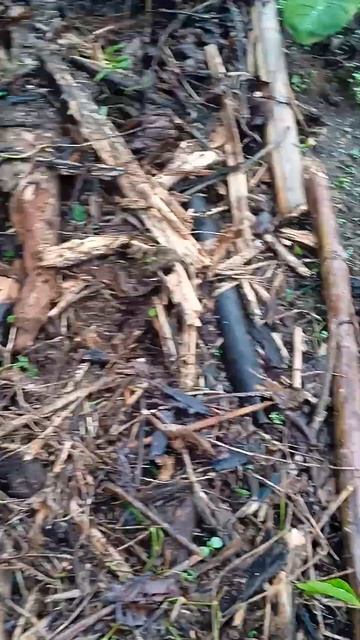 GCDA's Method of Taro Gardening - Organic Agriculture