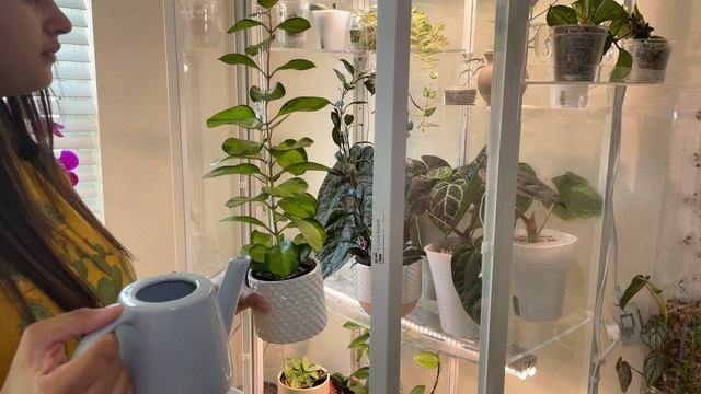 Week of Plant Things! | Unboxing Plants | Watering Plants смотреть онлайн