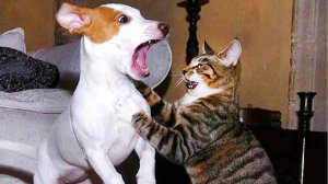 СМЕШНЫЕ КОШКИ И СОБАКИ  СМЕШНЫЕ ЖИВОТНЫЕ 😹 ЛУЧШИЕ ПРИКОЛЫ С ЖИВОТНЫМИ 😹 ЛУЧШАЯ ПОДБОРКА ПРИКОЛОВ
