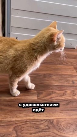 Рыжая радость ждёт свою семью! | Энигма