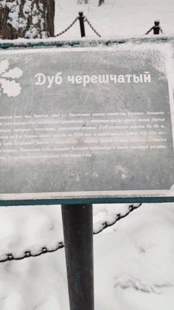 Старый дуб в Сестрорецке