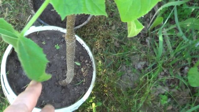 ПОПЫТКА РАЗВОДИТЬ ПАВЛОВНИЮ ЧЕРЕНКАМИ смотреть онлайн