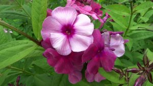 Флокс Травиата - обзор, описание, цветение, отзыв