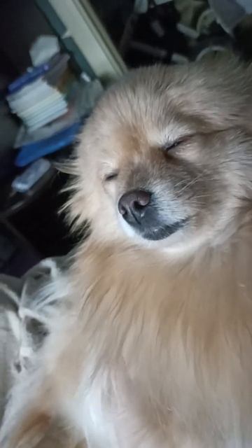 спать хочу смотреть онлайн