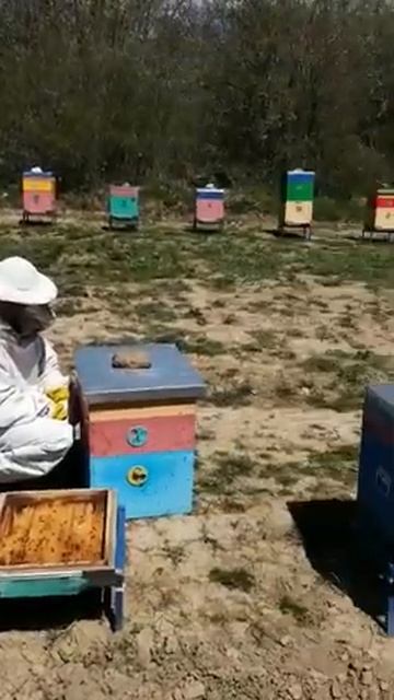 Сбор пчелиного подмора на пасеке "Медовый Крым" смотреть онлайн