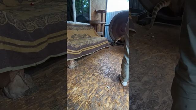 Всем привет.Я снова в строю😂#ямыилюша #помощьбездомнымживотным #анапа #raccoon #море смотреть онлайн