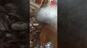 Смешная белка