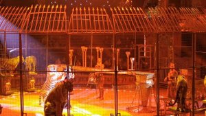 Тигры Королевского цирка Гии Эрадзе, г. Владивосток, июнь 2024