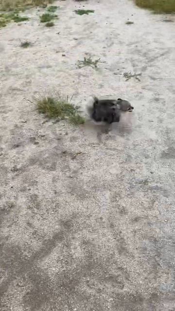 Шпиц на прогулке! смотреть онлайн