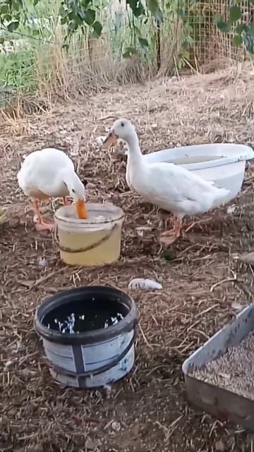 Мои уточки индийский бегунок 🦆 #shorts смотреть онлайн