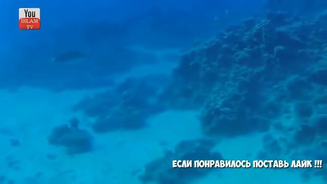 Красивое чтение Корана довёдший меня до слёз