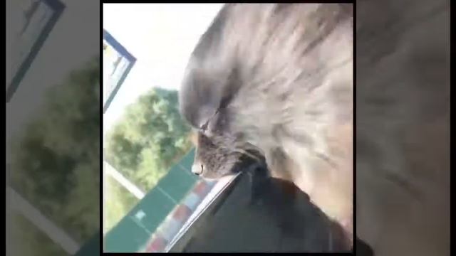 Чёрный шпиц