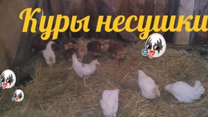 Купили Кур , теперь не придется яйца покупать