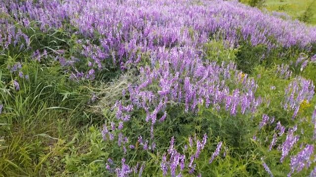 хвалынская лаванда смотреть онлайн