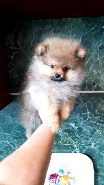 Померанский шпиц. Продается девочка!